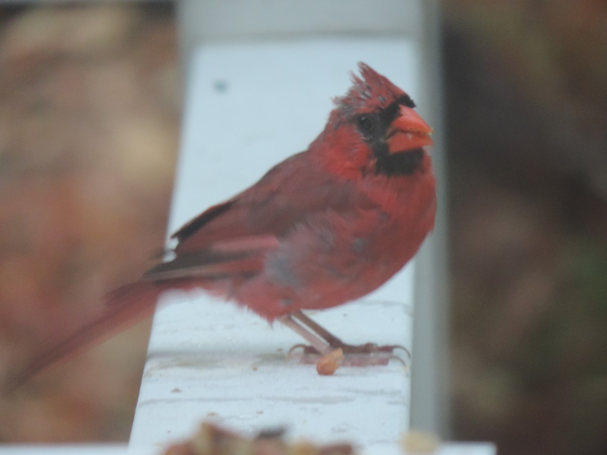 Northern Cardinal - ML642042999
