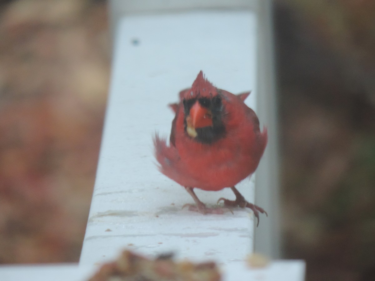 Northern Cardinal - ML642043000