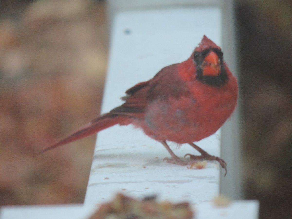 Northern Cardinal - ML642043001