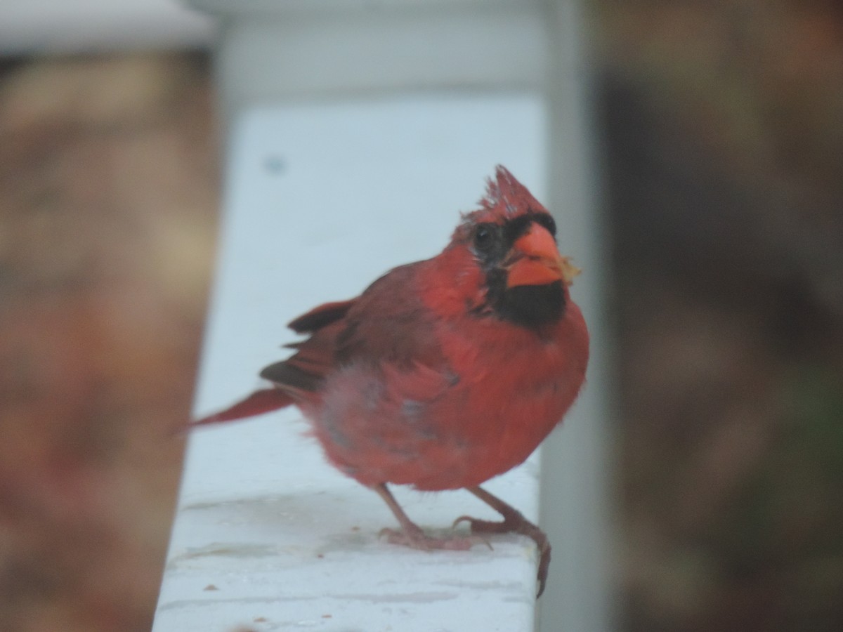 Northern Cardinal - ML642043002