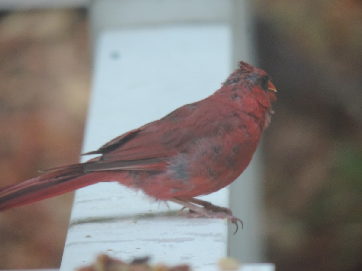 Northern Cardinal - ML642043003