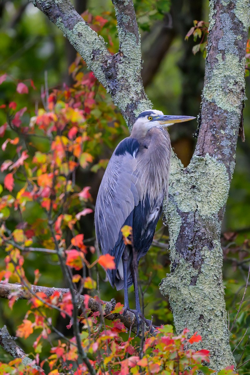 Great Blue Heron - ML642043007
