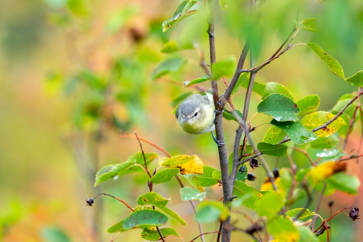 Philadelphia Vireo - ML642043009