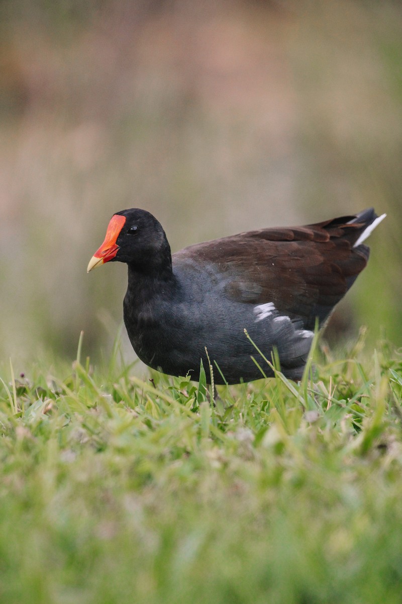 Uroilo amerikarra - ML642043017