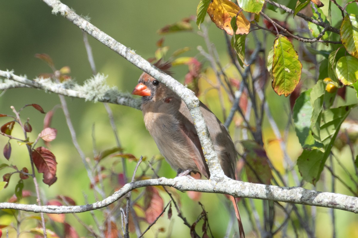 Northern Cardinal - ML642043025
