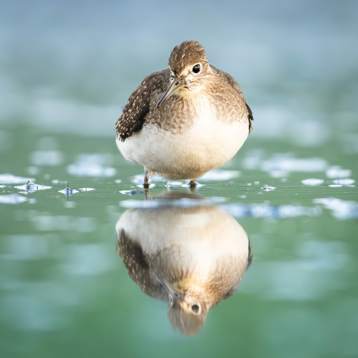 Solitary Sandpiper - ML642043049