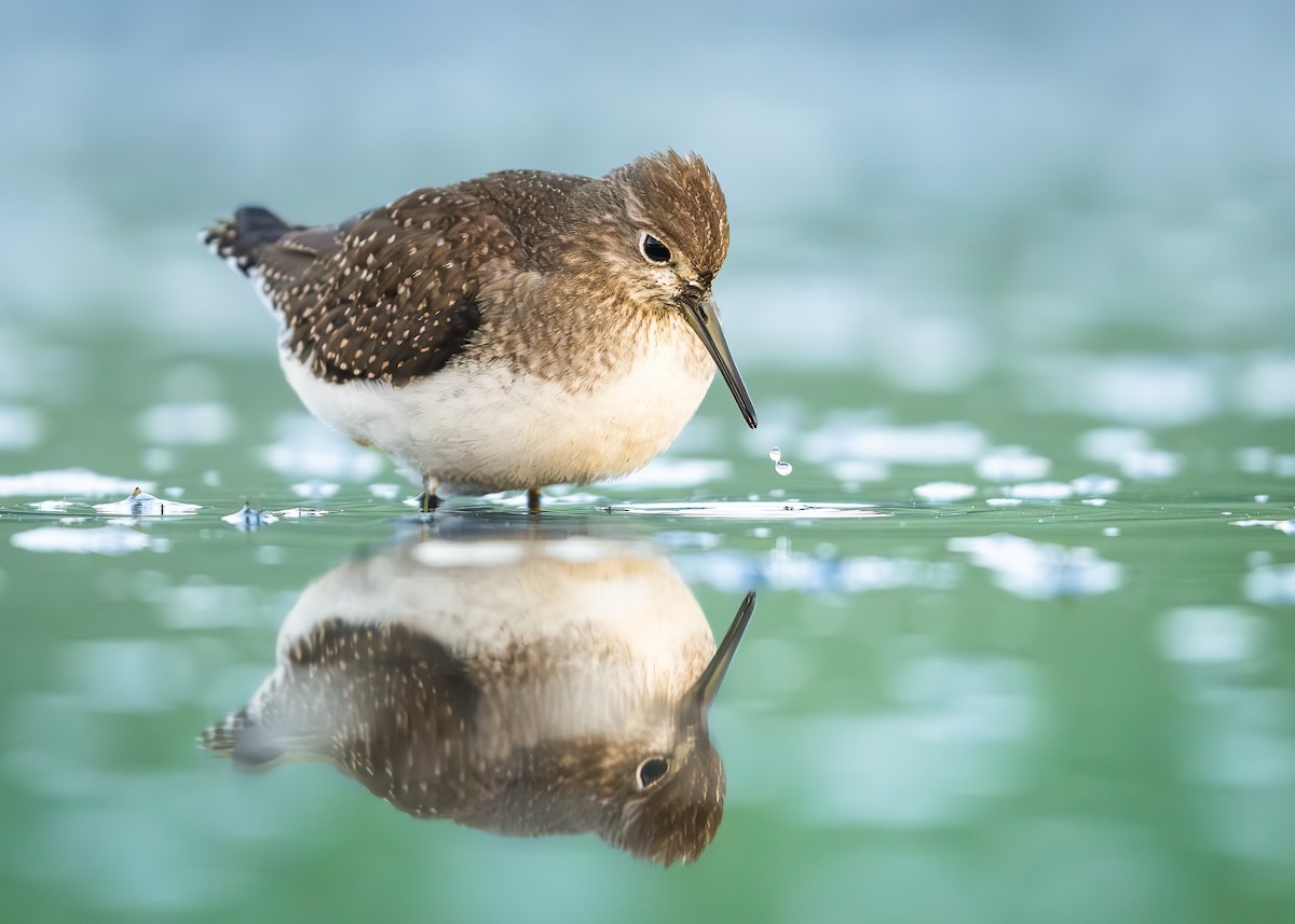 Solitary Sandpiper - ML642043050