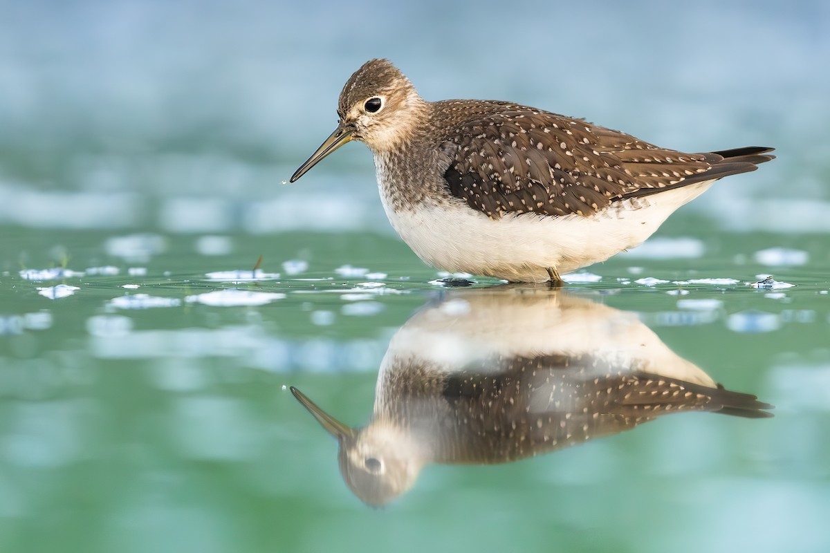 Solitary Sandpiper - ML642043051