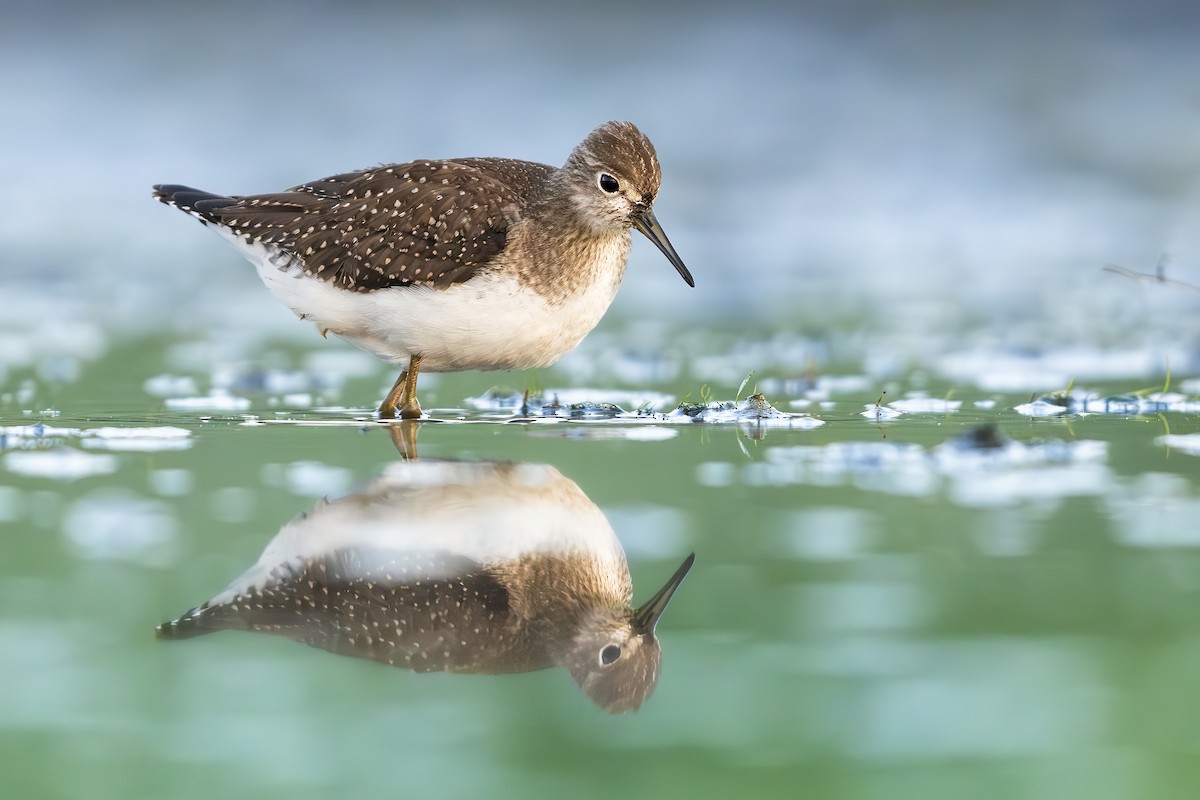 Solitary Sandpiper - ML642043052