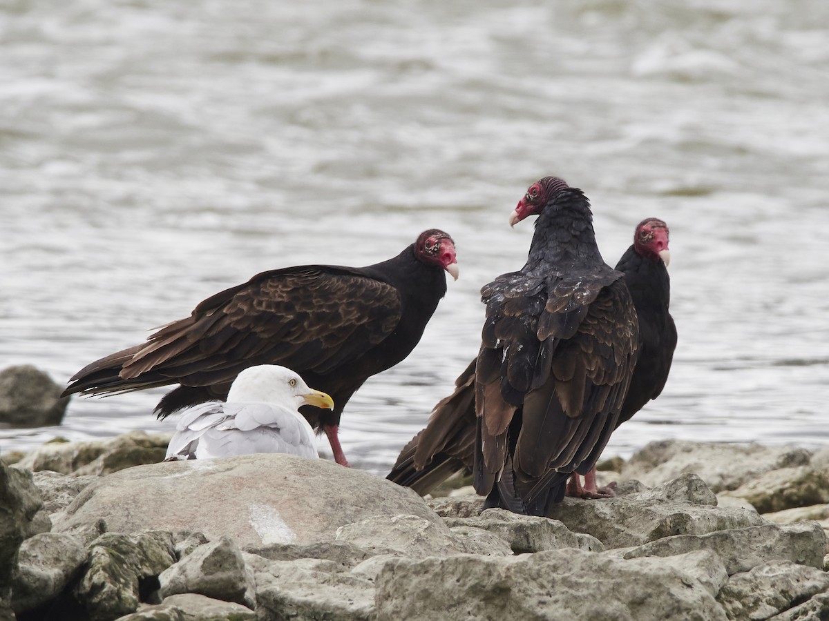 Turkey Vulture - ML642043053