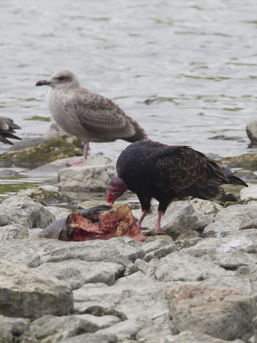 Turkey Vulture - ML642043054
