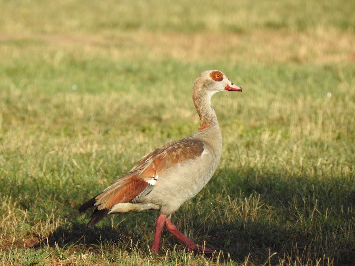 Egyptian Goose - ML64204311