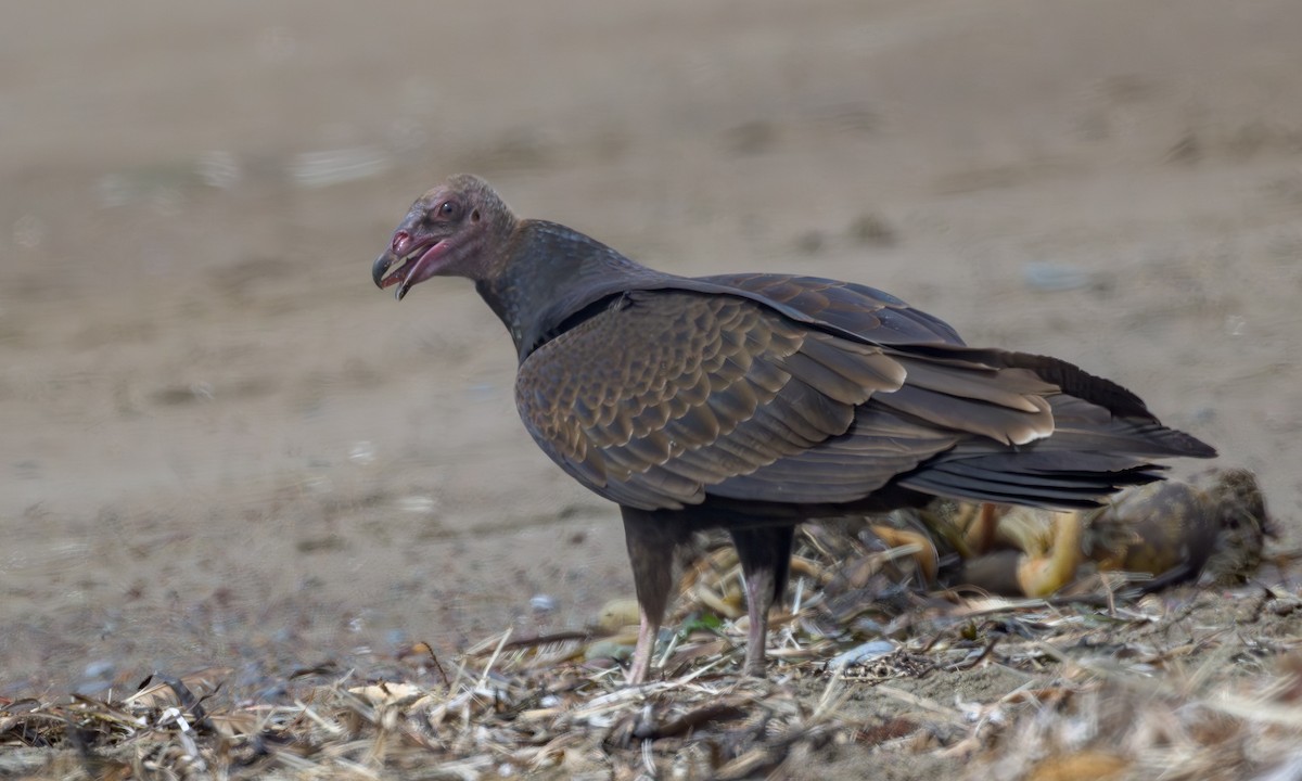 Turkey Vulture - ML642043115