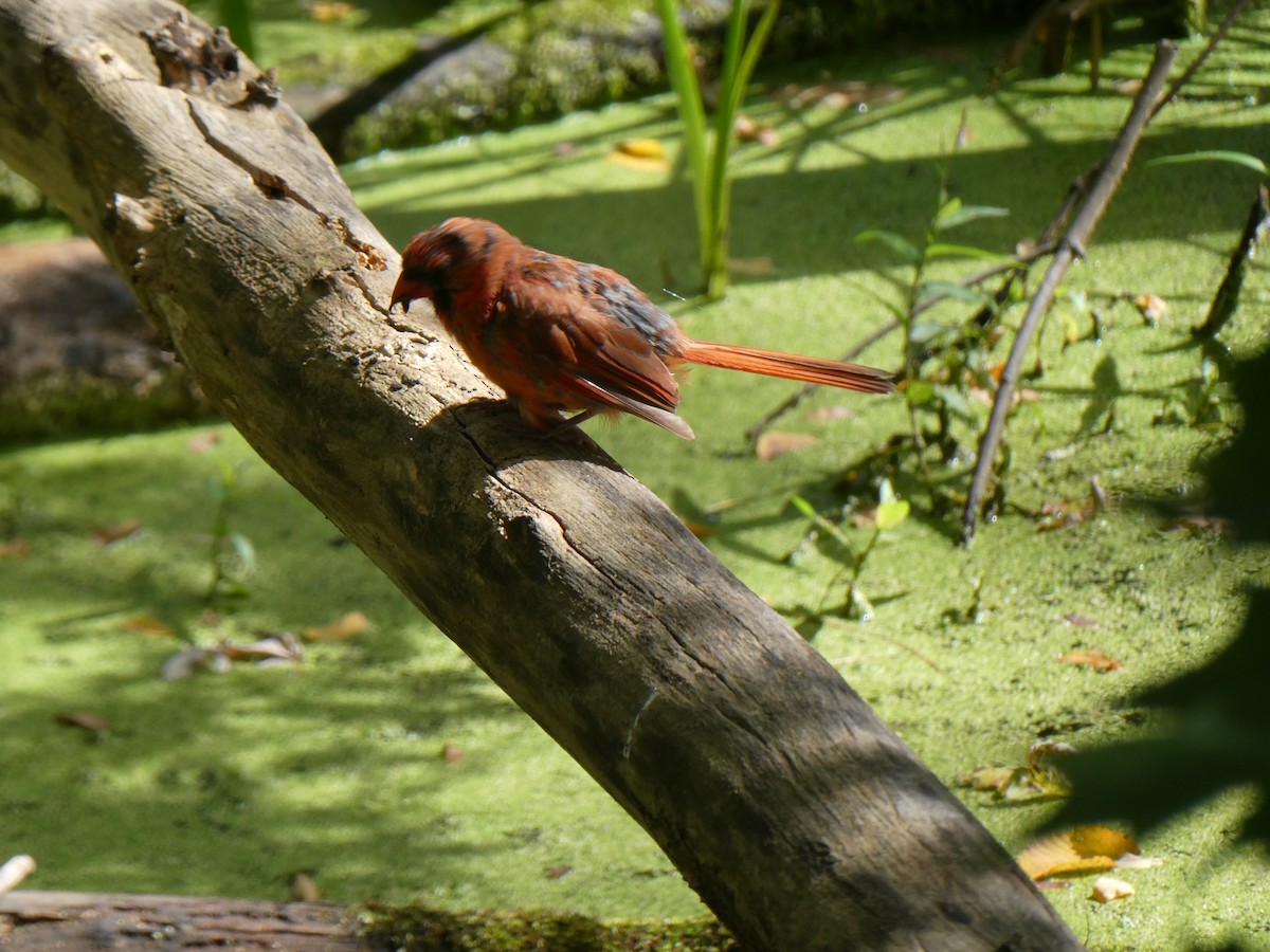 Northern Cardinal - ML642043119