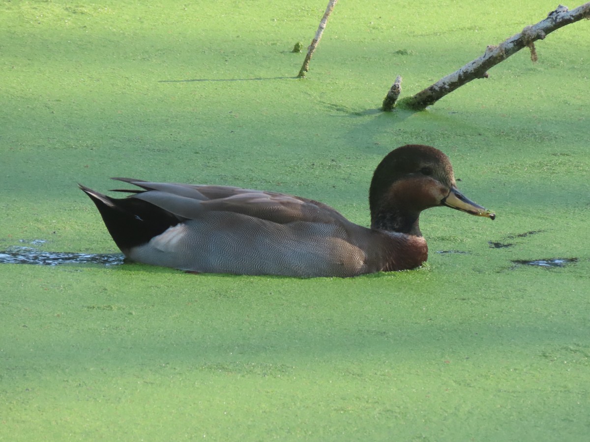 Gadwall x Mallard (hybrid) - ML642043126