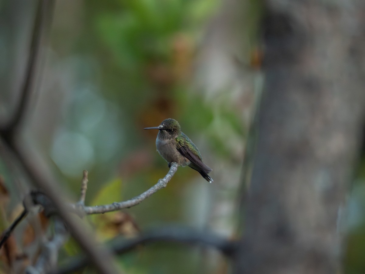 Ruby-throated Hummingbird - ML642043133