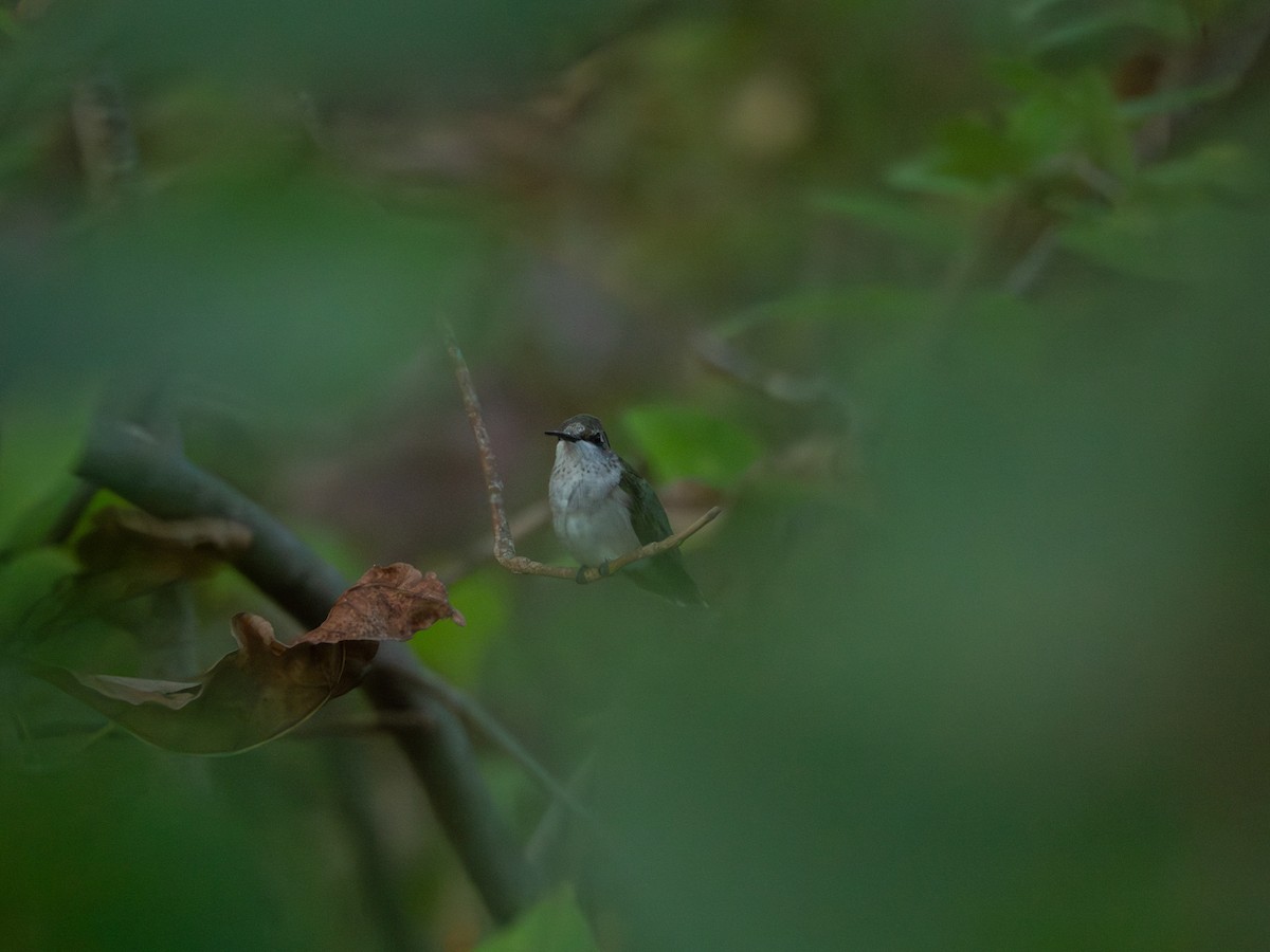 Ruby-throated Hummingbird - ML642043134