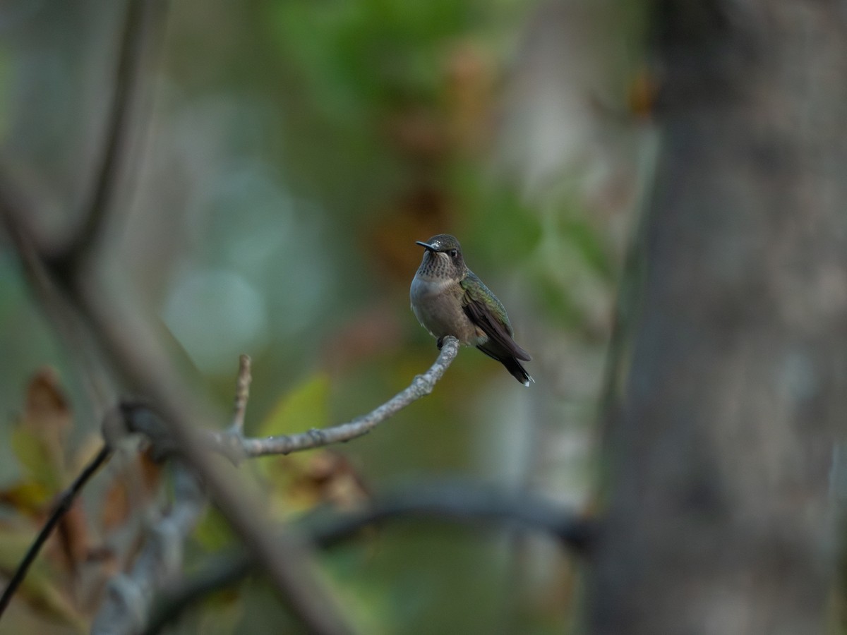 Ruby-throated Hummingbird - ML642043135