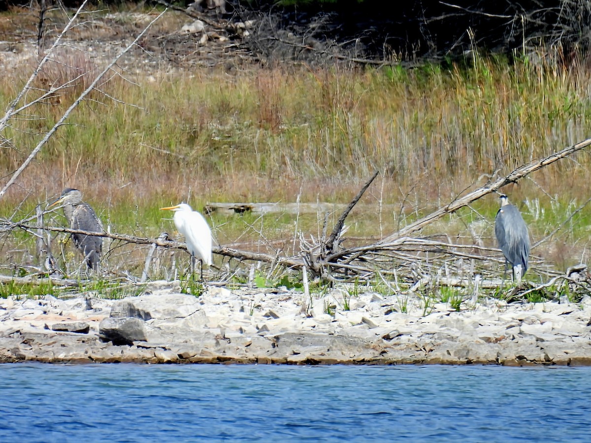 Great Blue Heron - ML642043146