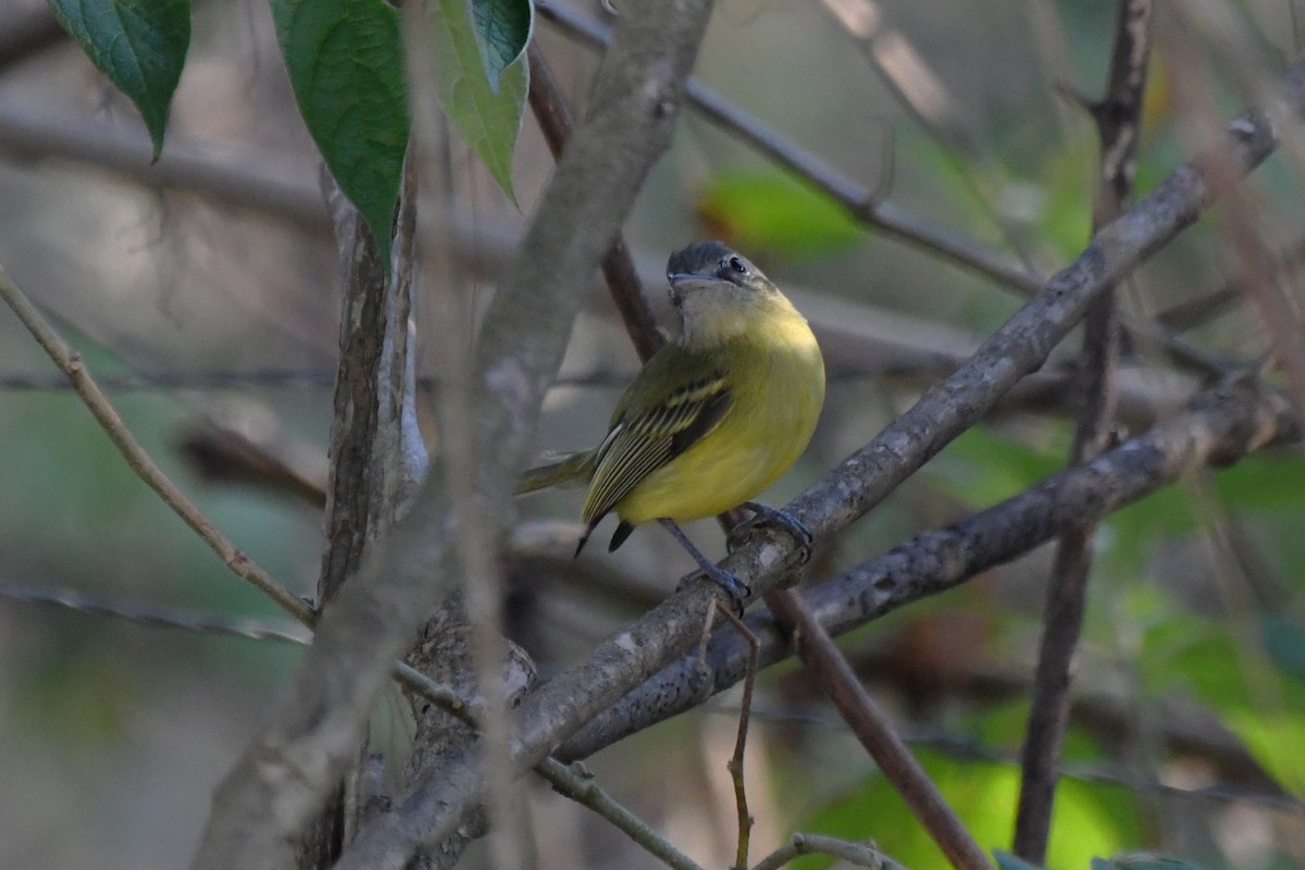 Yellow-olive Flatbill - ML642043148