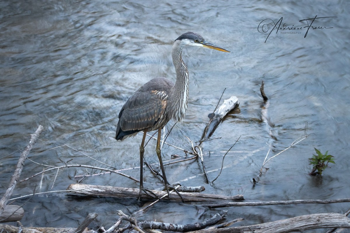 Great Blue Heron - ML642043159