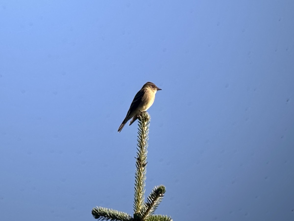 Western Wood-Pewee - ML642043161
