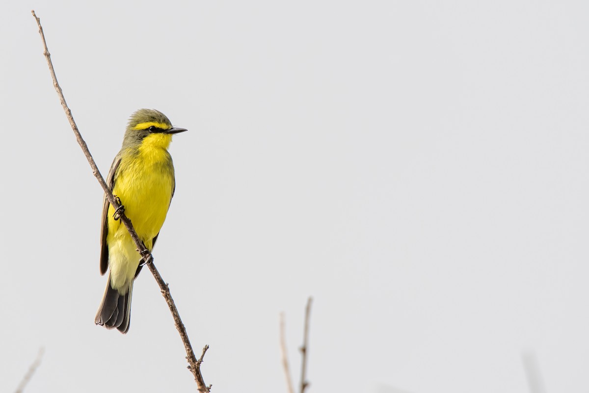 Yellow-browed Tyrant - ML642043164