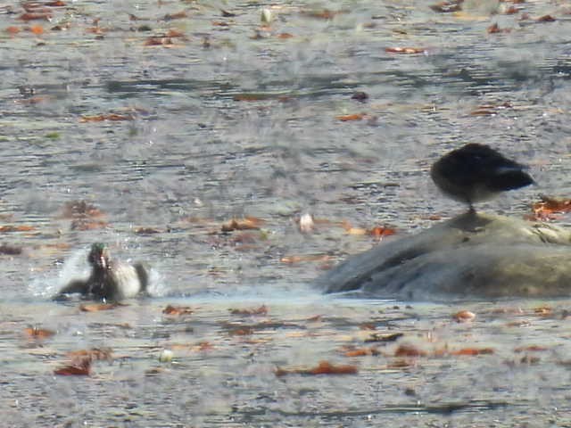 Wood Duck - ML642043169
