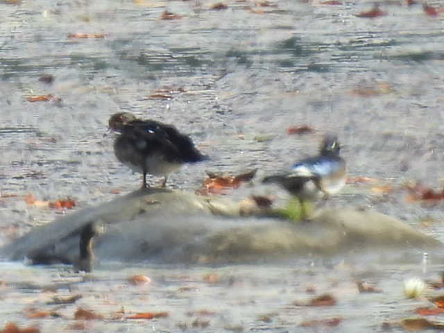 Wood Duck - ML642043170
