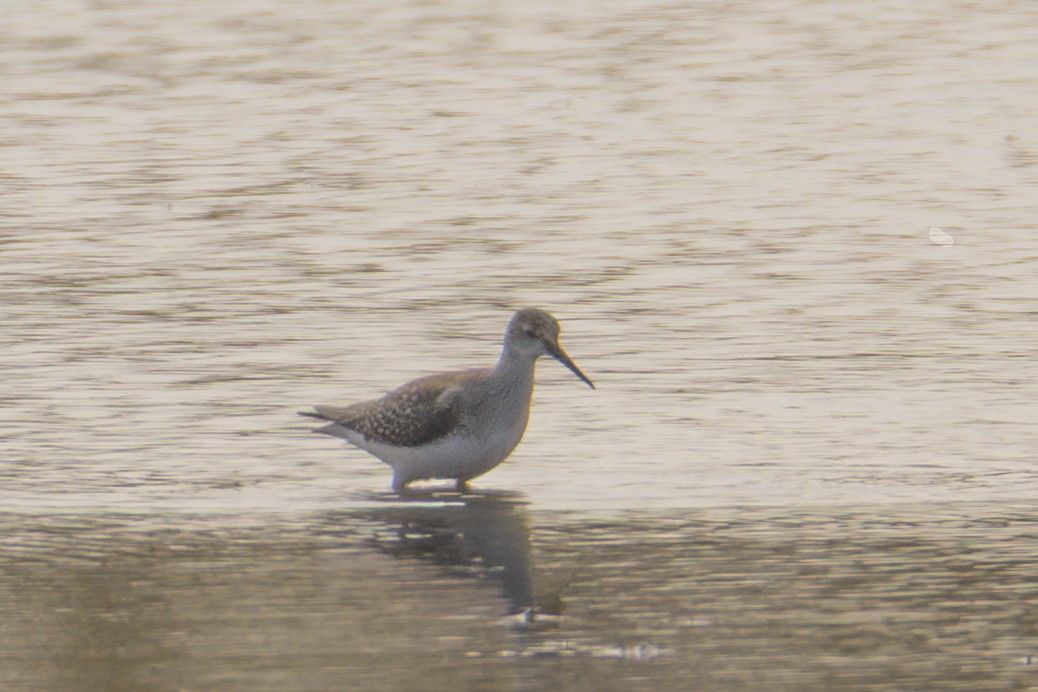 Lesser Yellowlegs - ML642043173