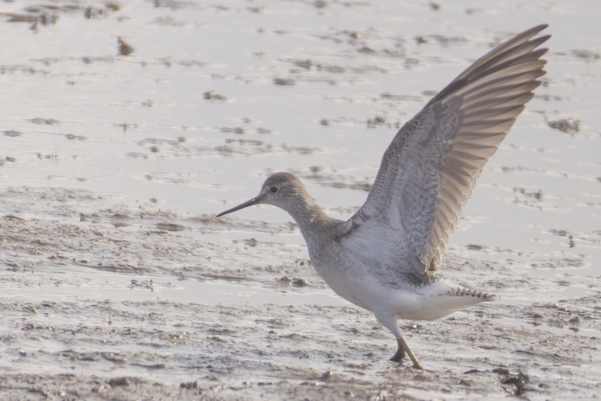 Lesser Yellowlegs - ML642043174