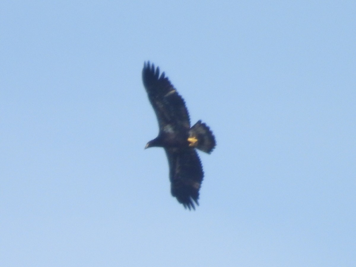 Bald Eagle - ML642043176