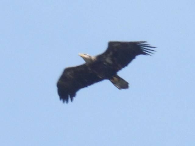 Bald Eagle - ML642043177