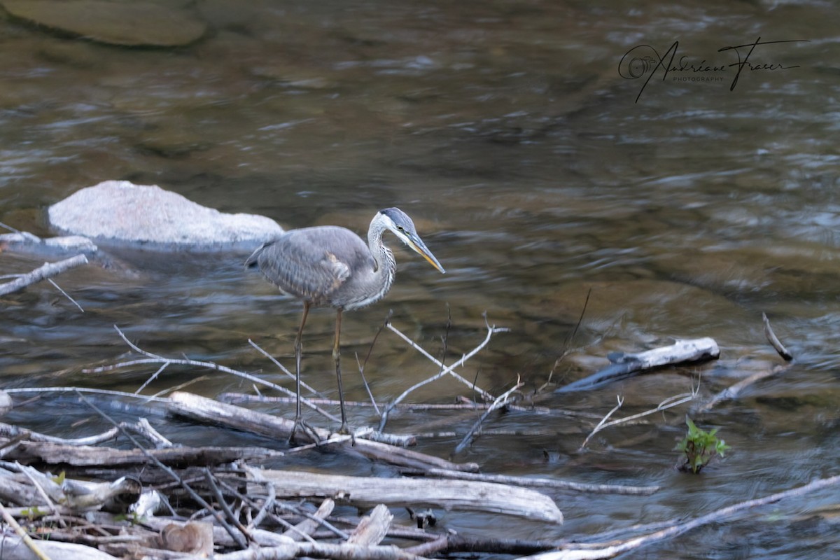 Great Blue Heron - ML642043179
