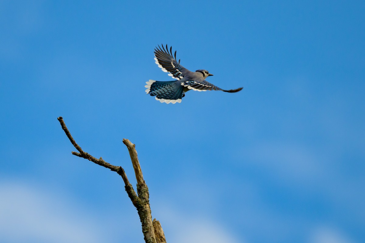 Blue Jay - ML642043182