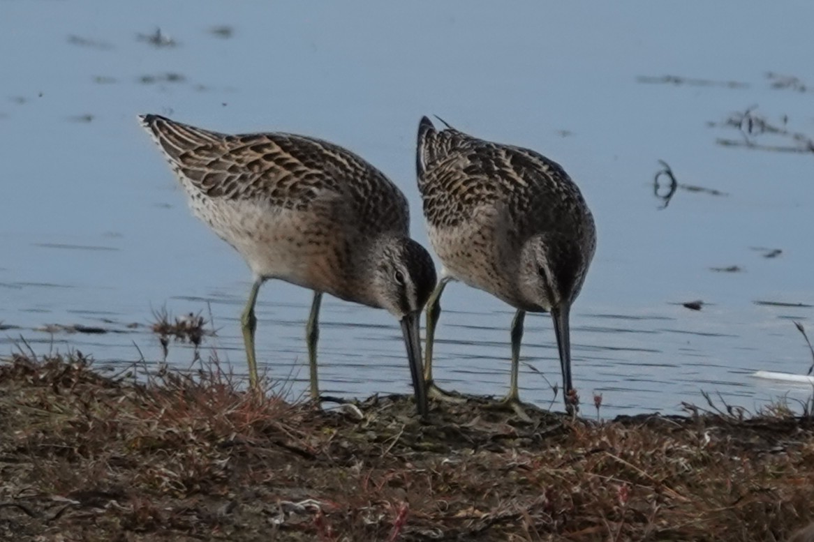 Short-billed Dowitcher - ML642043185