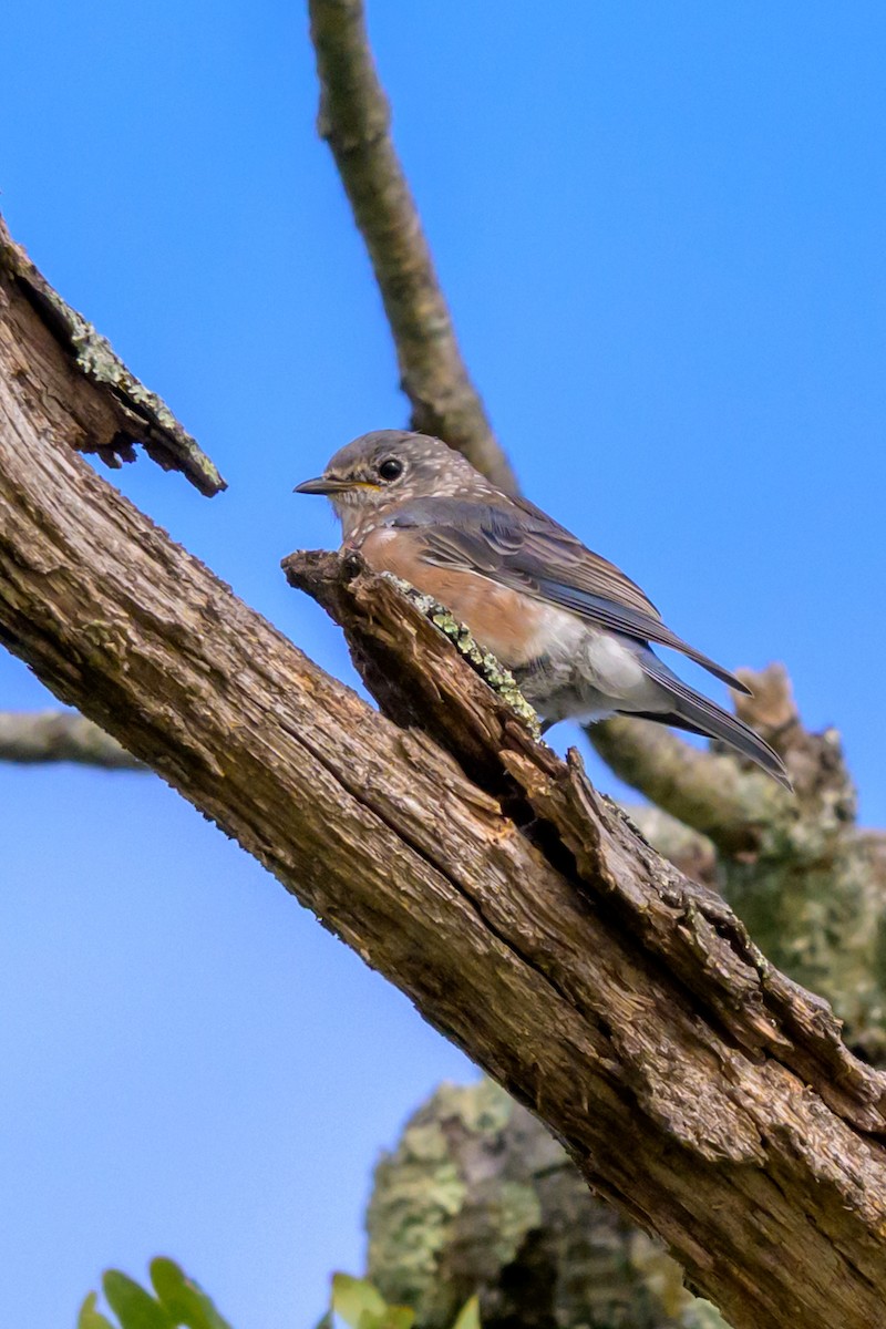Eastern Bluebird - ML642043187