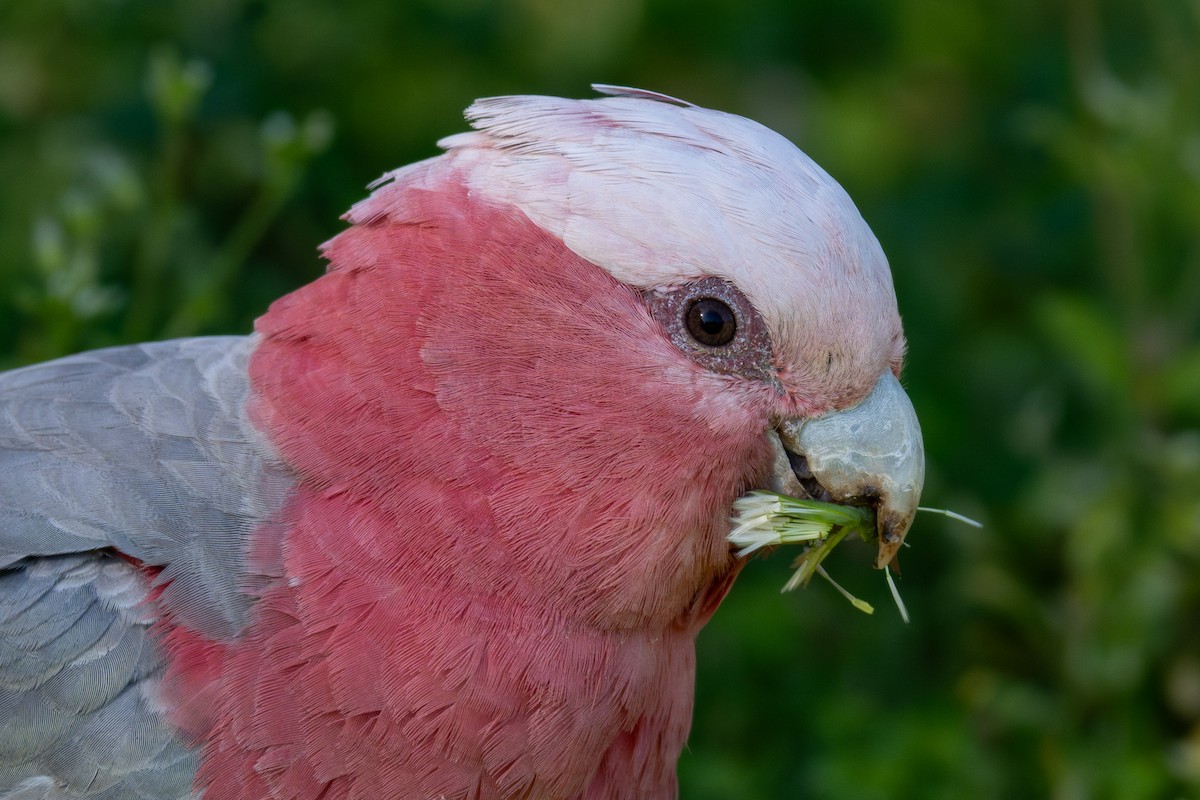Galah - ML642043190