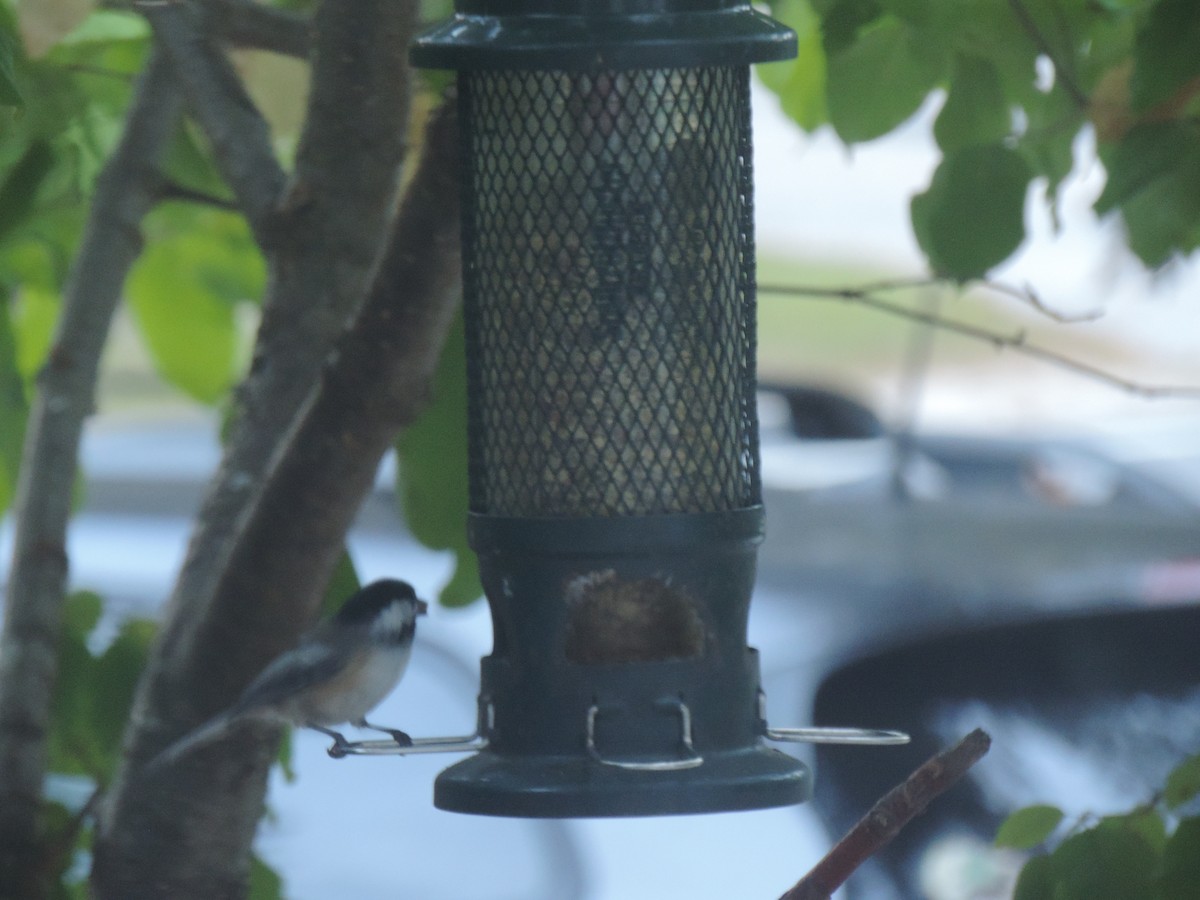 Black-capped Chickadee - ML642043195