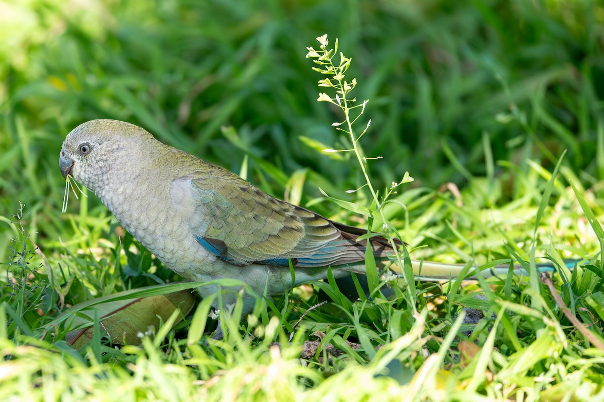 Red-rumped Parrot - ML642043198