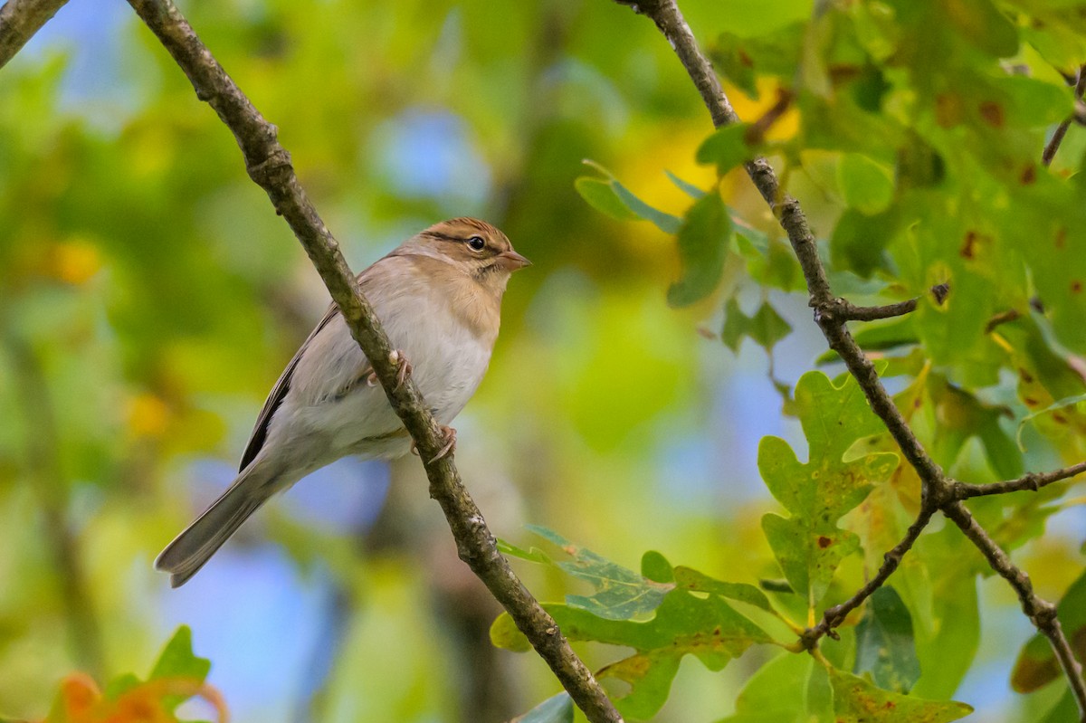 Chipping Sparrow - ML642043199