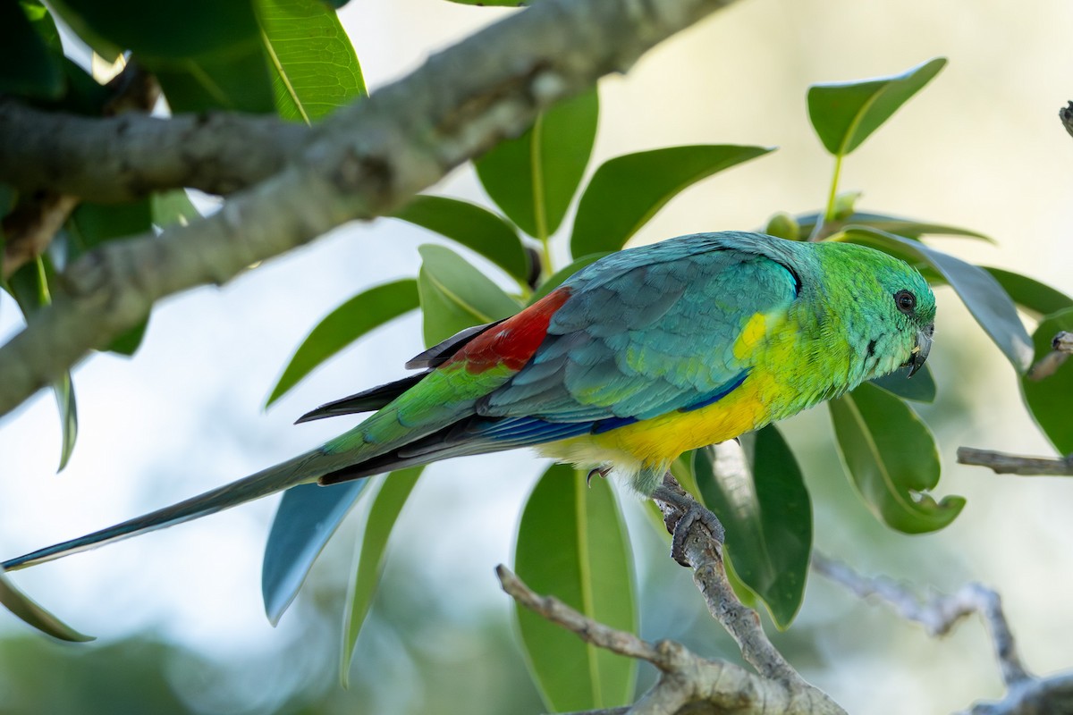 Red-rumped Parrot - ML642043200