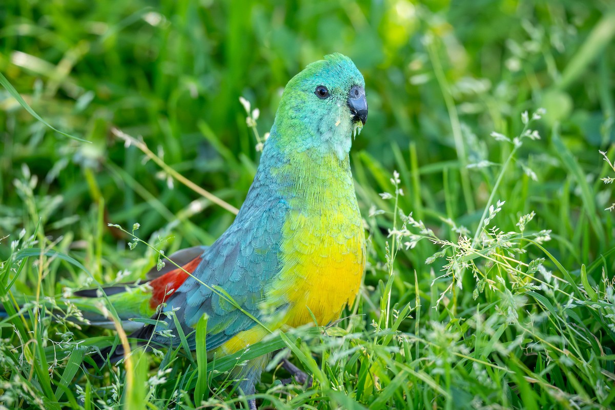 Red-rumped Parrot - ML642043201