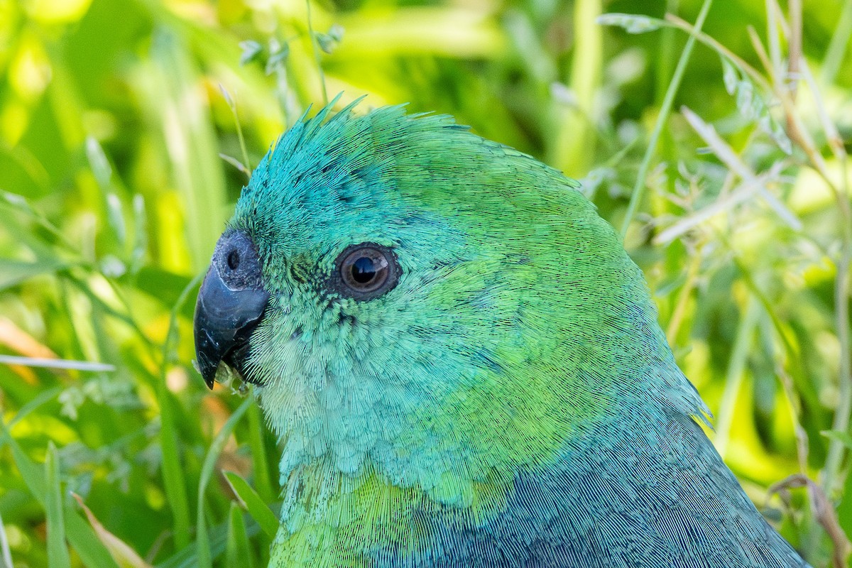 Red-rumped Parrot - ML642043202