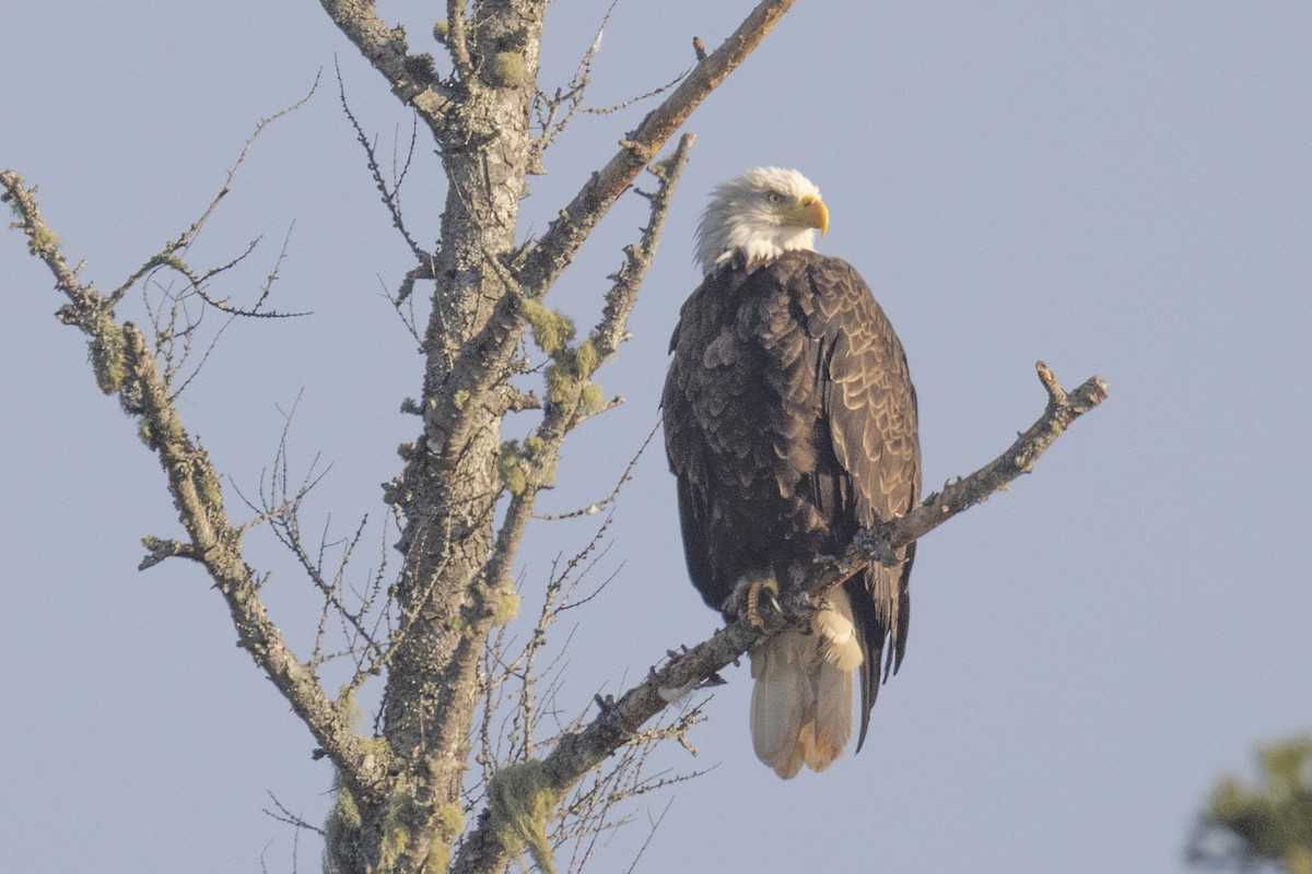 Bald Eagle - ML642043206