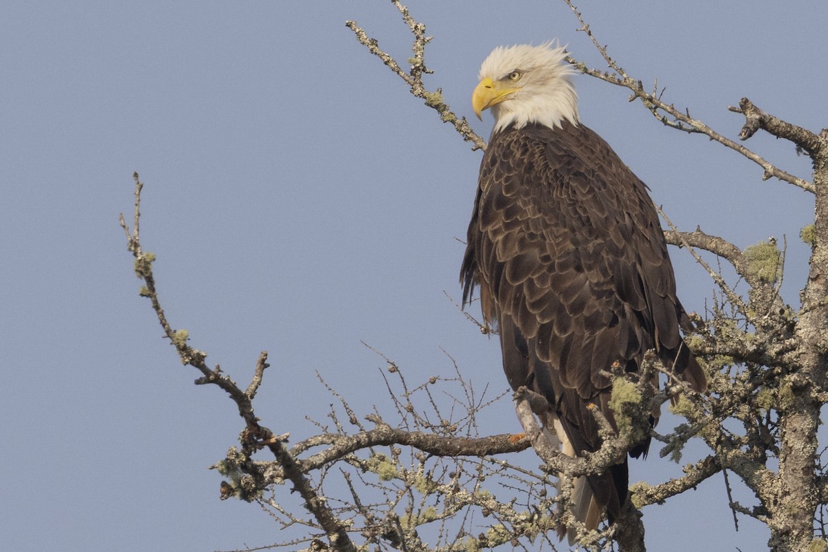 Bald Eagle - ML642043207