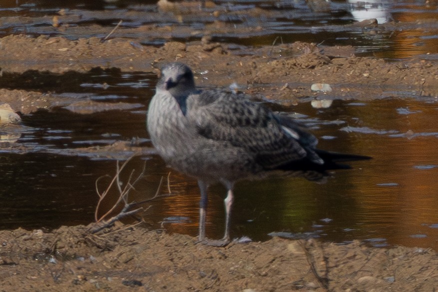 Lesser Black-backed Gull - ML642043222