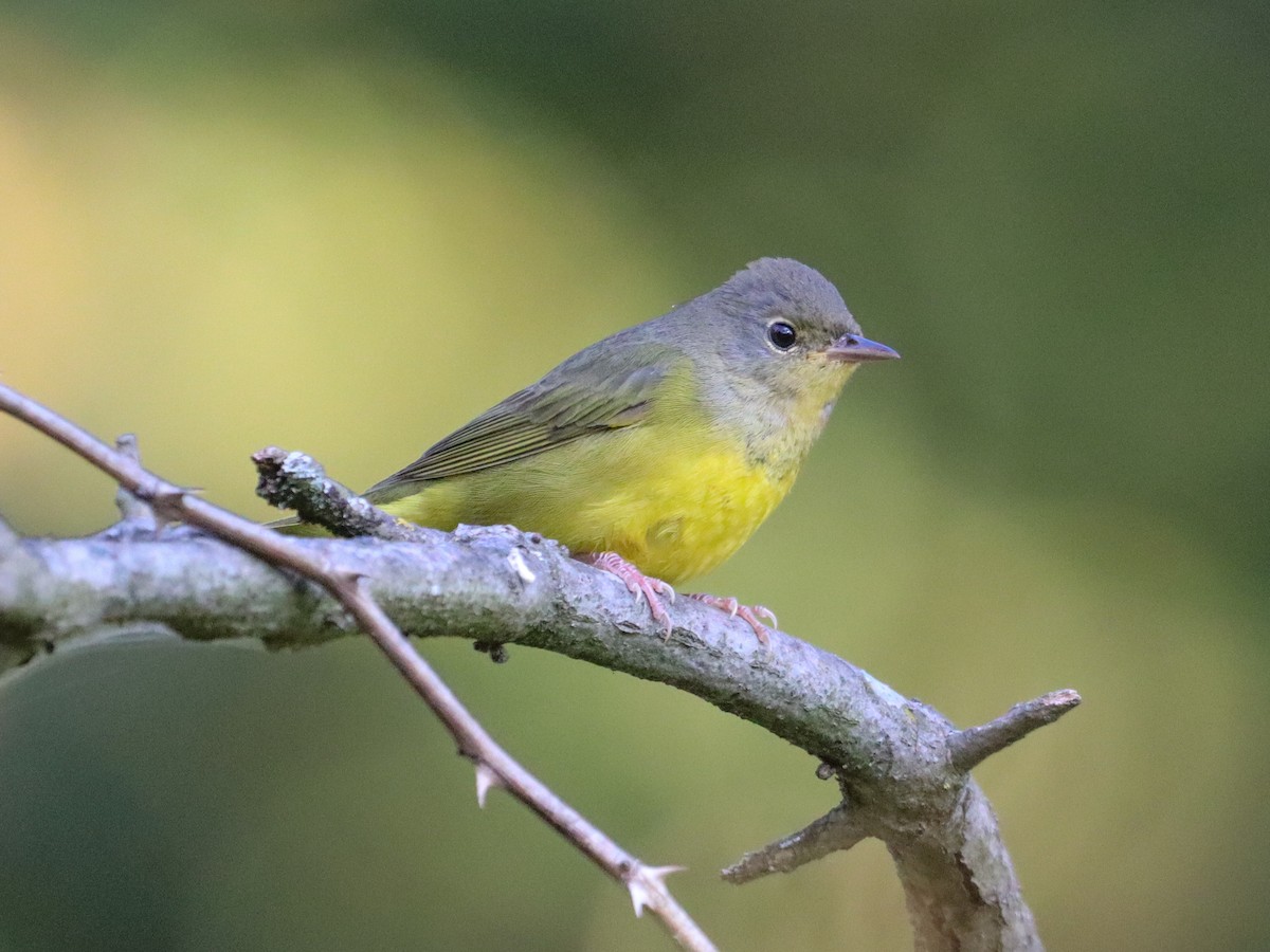 Mourning Warbler - ML642043232