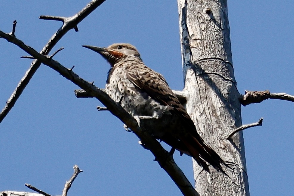 Northern Flicker - ML642043249