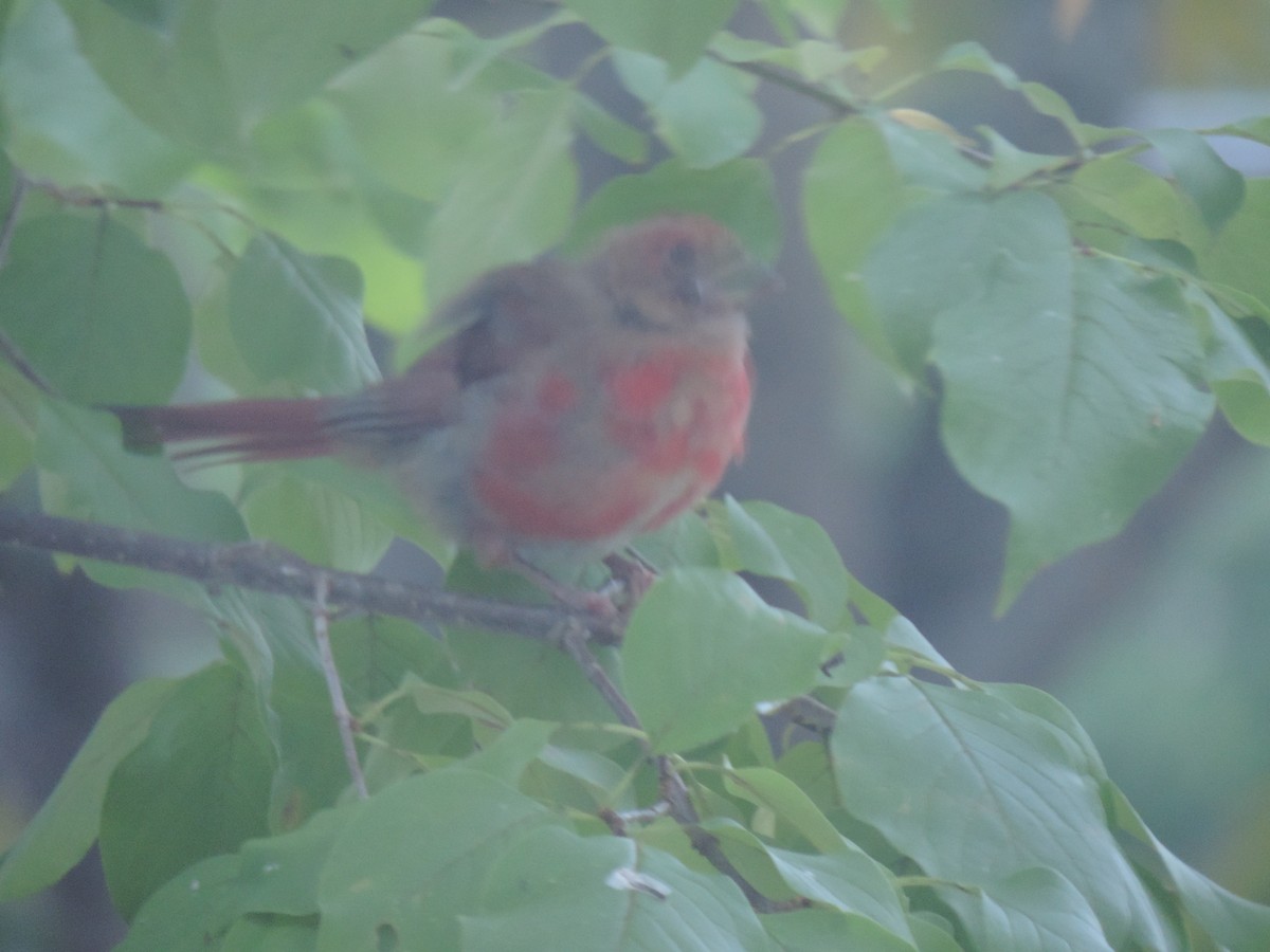 Northern Cardinal - ML642043252